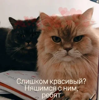 Sticker Няшечки от @raise555 - 2