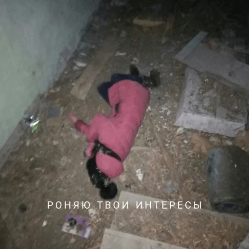 mammal ground indoor