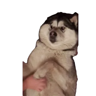 Sticker Быстрая, дерзкая - 6