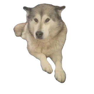 Sticker Быстрая, дерзкая - 2