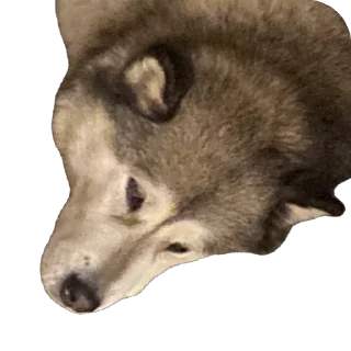 Sticker Быстрая, дерзкая - 3