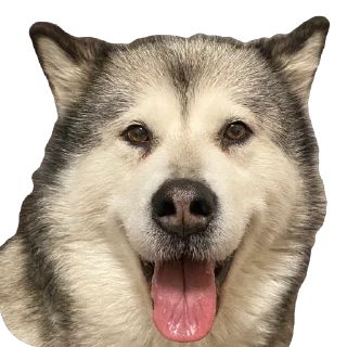 Sticker Быстрая, дерзкая - 4