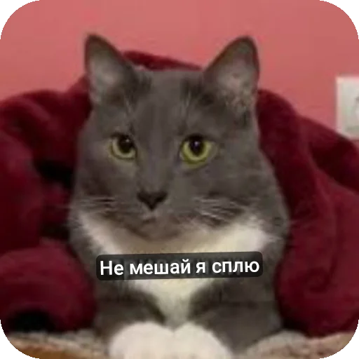 Стикер BzzzCusevAvtorDobavlyuEshchyoObrashchajtes - 1