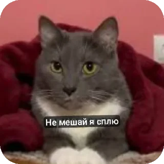 Стикер @bzzz_Kinih Автор. Добавлю ещё - 11