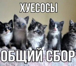 Стикер VTARIVAI ZAEBAZ - 0