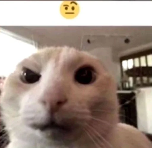 млекопитающее животное домашняя кошка