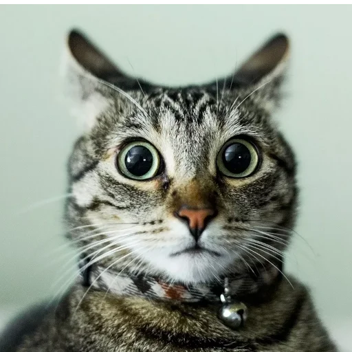 Sticker CATS_BOOM_Z - 1