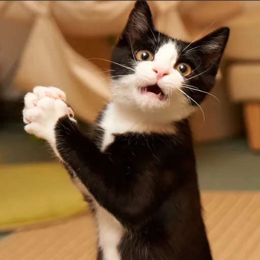 Sticker CATS_BOOM_Z - 1