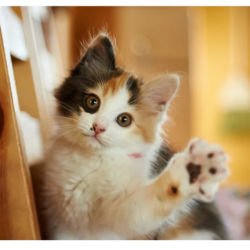 Sticker CATS_BOOM_Z - 1