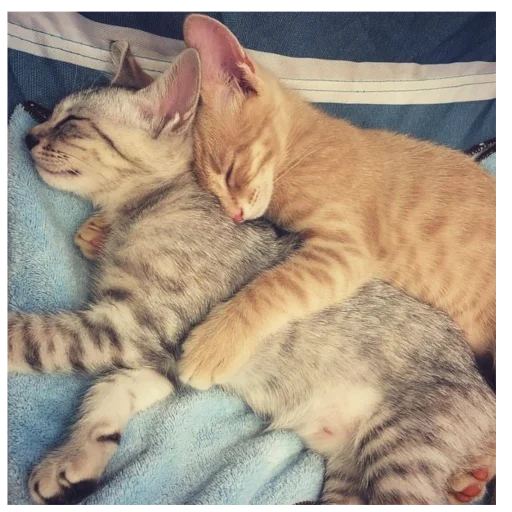 Стикер CATS_BOOM_Z - 1