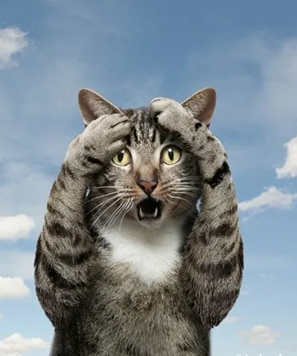 Стикер CATS_BOOM_Z - 1