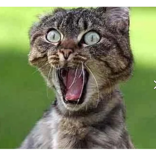 Sticker CATS_BOOM_Z - 1