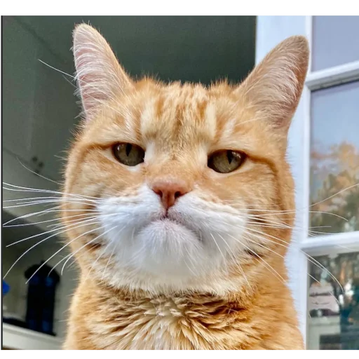 Sticker CATS_BOOM_Z - 1