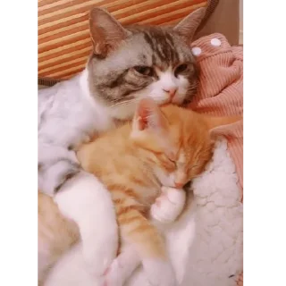 Стикер catsboom - 4