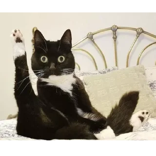 Стикер catsboom - 8