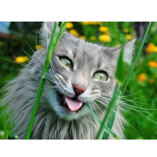 Стикер catsboom - 6