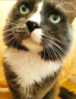 Стикер catsboom - 0