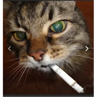 Стикер catsboom - 7