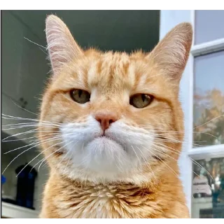 Стикер catsboom - 11