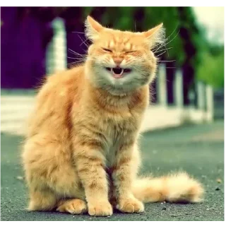 Стикер catsboom - 9