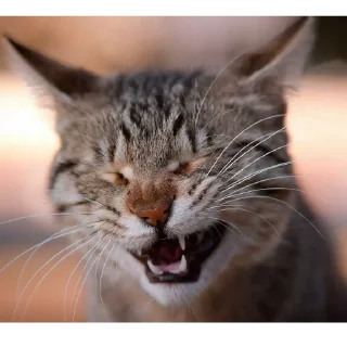 Стикер catsboom - 2