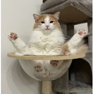 Стикер catsboom - 1