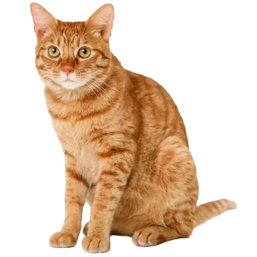 Sticker CBrhGEpgaIixg_by_stickers_stealer_bot - 1