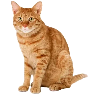 Стикер Больше стикеров 👉🏻 @stickertg4 - 1