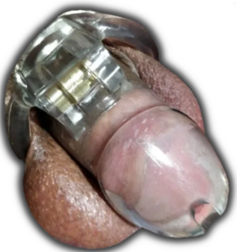 животное комнатный