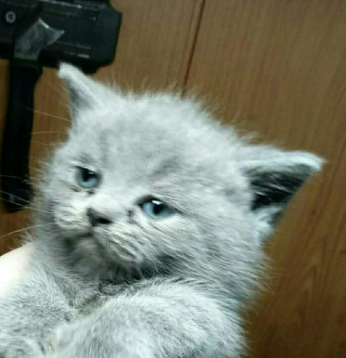 mammal animal small to medium-sized cats