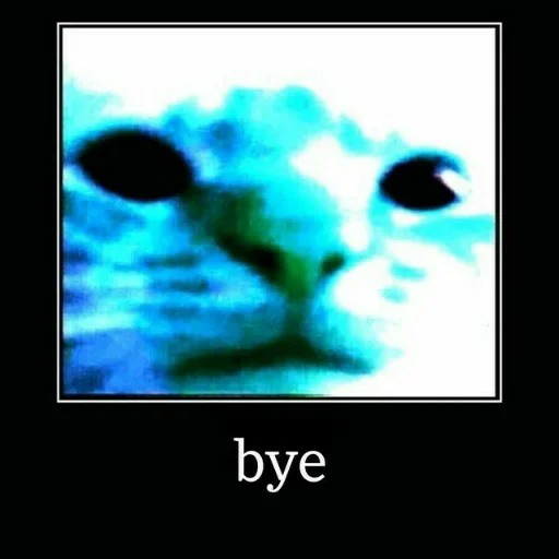 small to medium-sized cats felidae animal