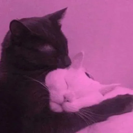 Стикер Стики из @Anonymnyi_chat_bot - 4