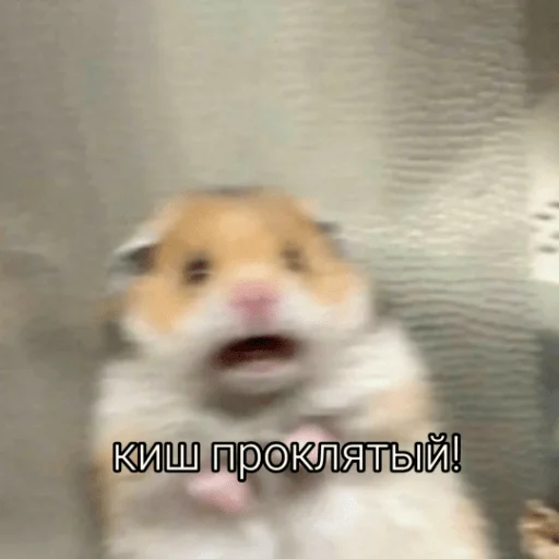 Стикер CHLENCHIK - 1