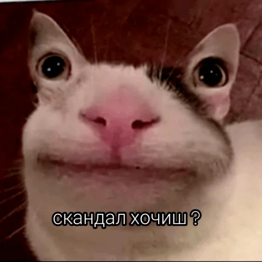 Sticker CHLENCHIK - 1