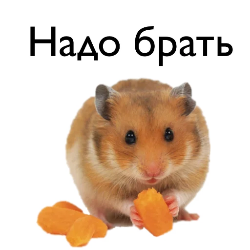 hamster animal mammal