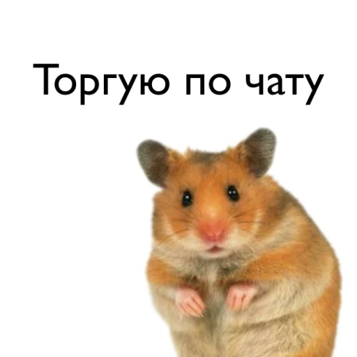 hamster mammal animal