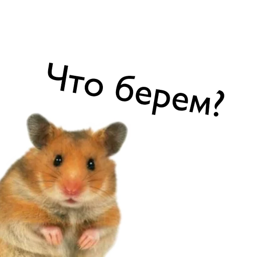 hamster mammal animal