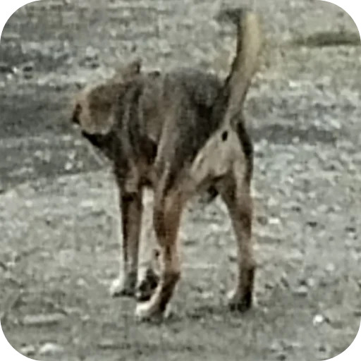 Sticker CHelTy96 - 1