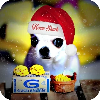 Стикер Чихуахуа - 1