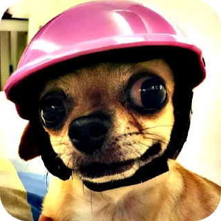 Стикер Чихуахуа - 2