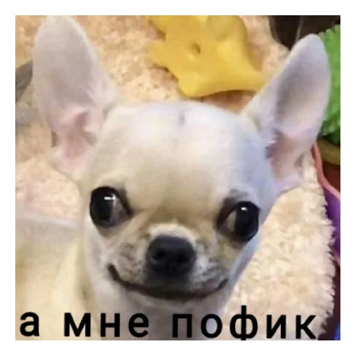Sticker Чихуи и... - 9