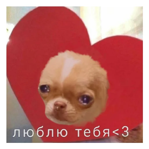 Sticker Чихуи и... - 7