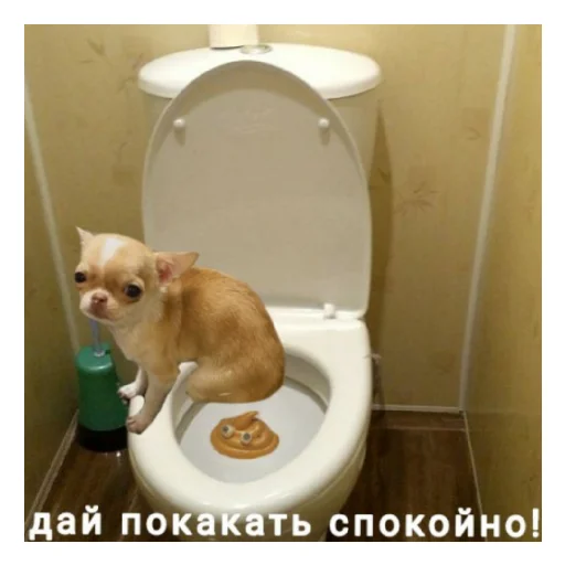 Sticker Чихуи и... - 6