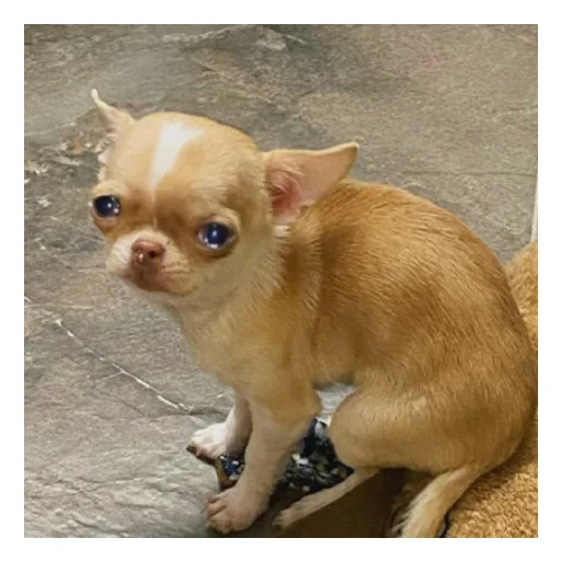 Sticker Чихуи и... - 5