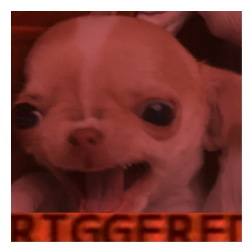 Sticker Чихуи и... - 0