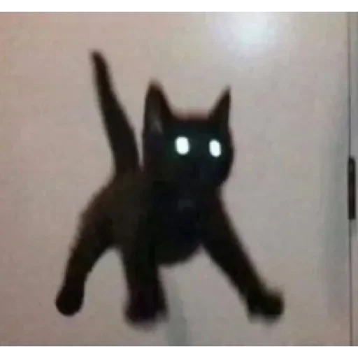 mammal animal small to medium-sized cats