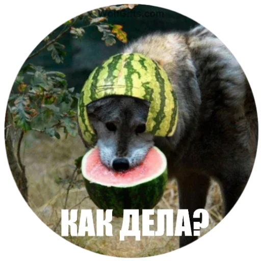 Sticker CHiliChat - 1