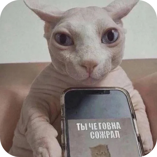 Sticker CHlenyyyyyyy - 1