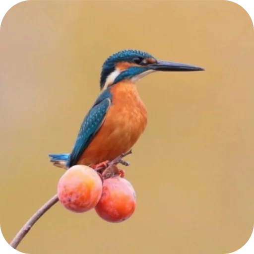 Sticker CHlenyyyyyyy - 1