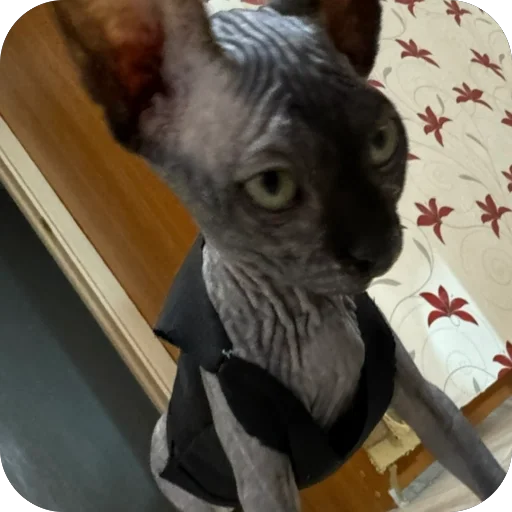 Sticker CHorni658 - 1